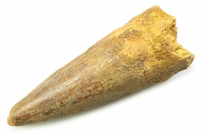 Fossil Spinosaurus Tooth - Real Dinosaur Tooth #357749